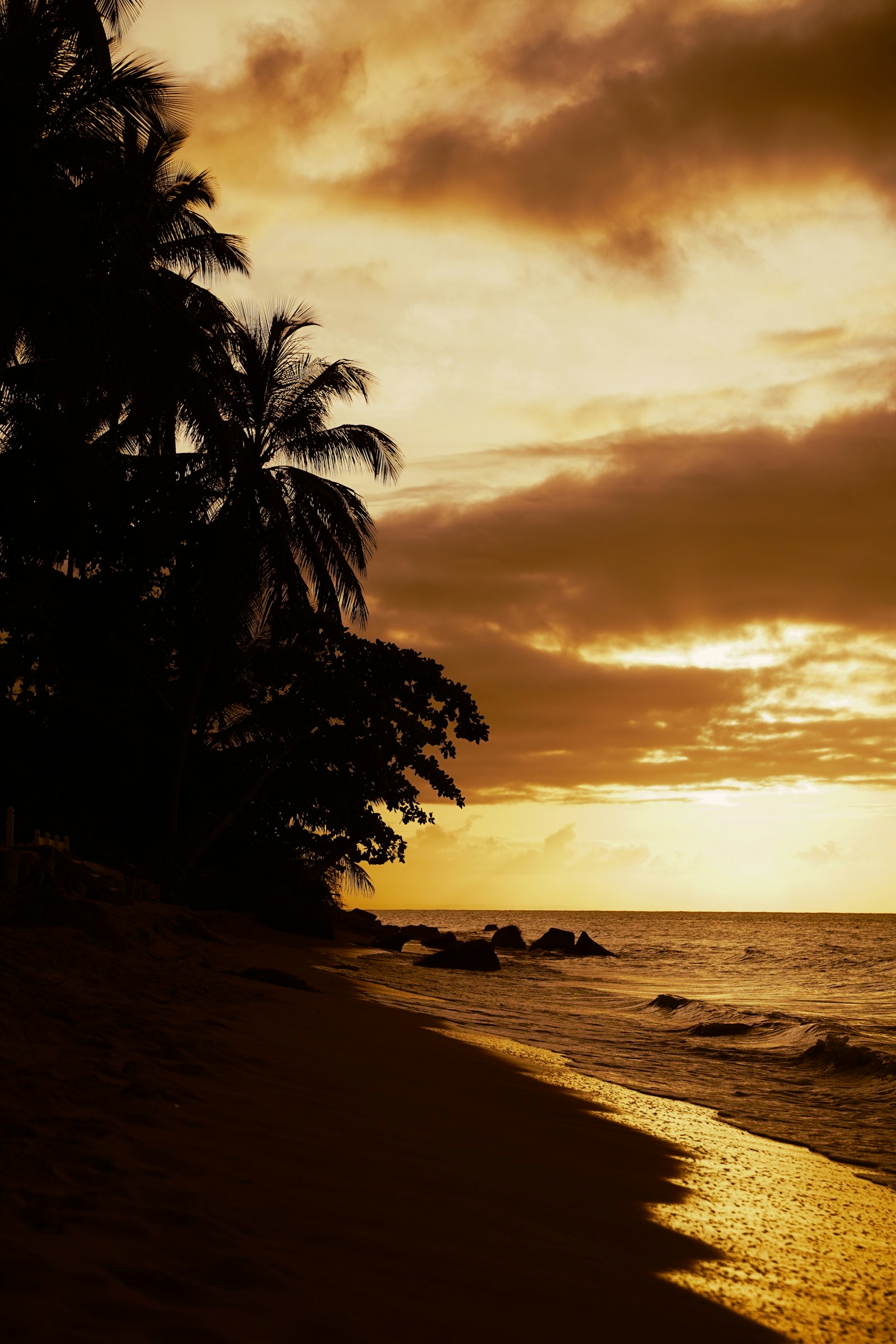 A lone tree on an empty beach at first light
